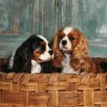 نژاد کاوالین کینگ در حال پیادهروی؛ رفتار سگ کاوالین کینگ