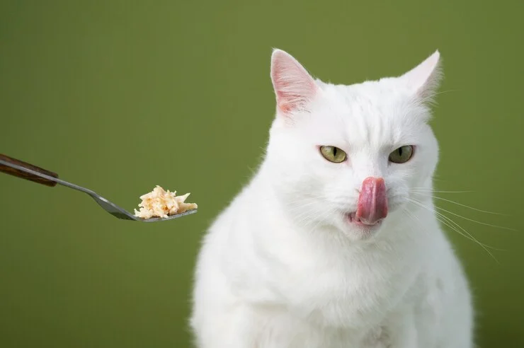 برنامه غذایی منظم برای گربه در شب