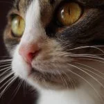 سبیل گربه و نقش آن در حس‌کردن محیط