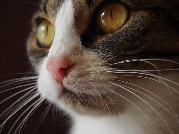 سبیل گربه و نقش آن در حس‌کردن محیط