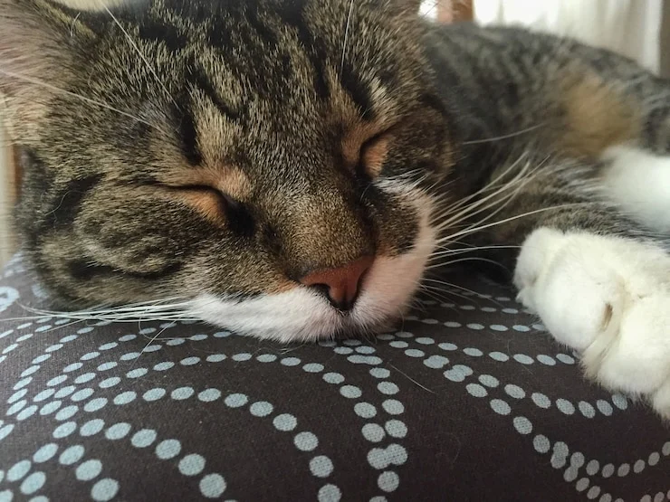 عکس گربه خوابیده