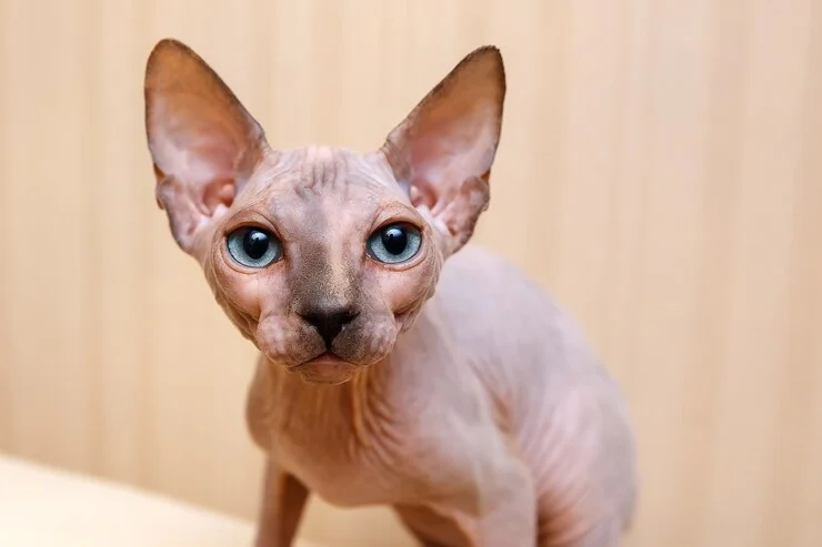 رفتار اجتماعی گربه اسفینکس با انسان