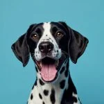 پروبیوتیک سگ و سلامت دستگاه گوارش