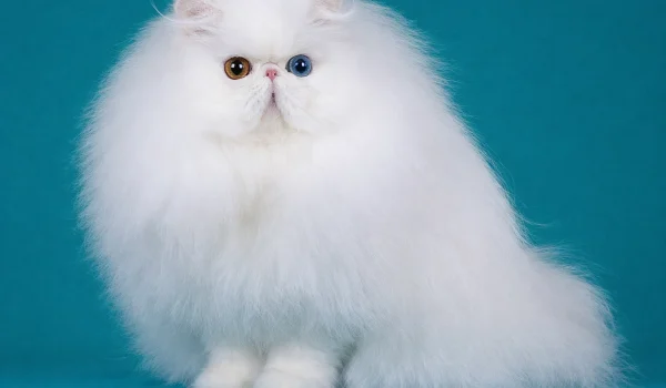 گربه پرشین با صورت گرد و چشم‌های درشت