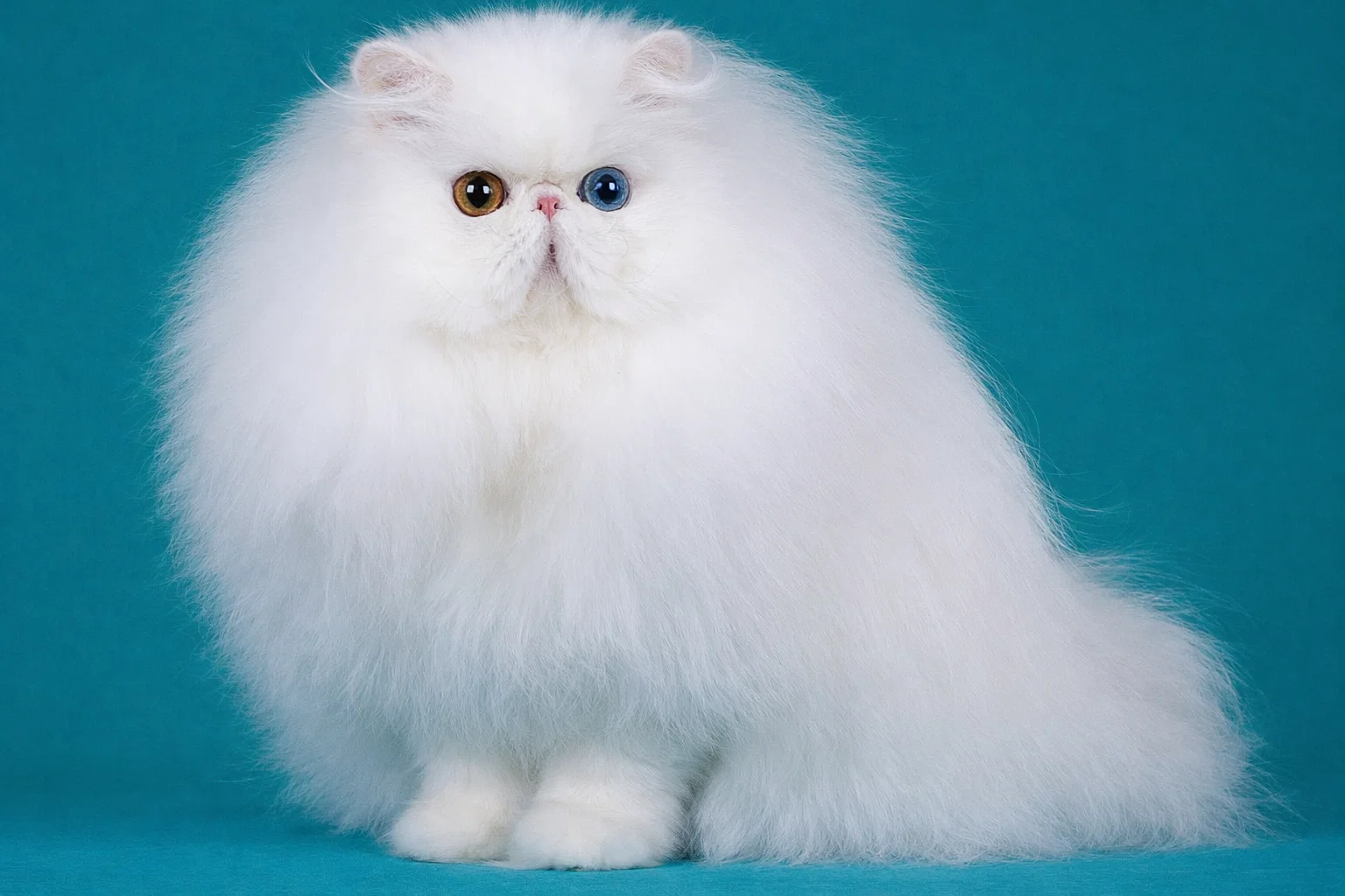 گربه پرشین با صورت گرد و چشم‌های درشت