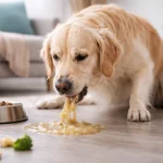 بالا آوردن سگ و دلایل استفراغ سگ