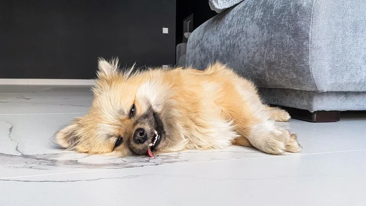 سگ کف سفید بالا میاره و مشکلات گوارشی